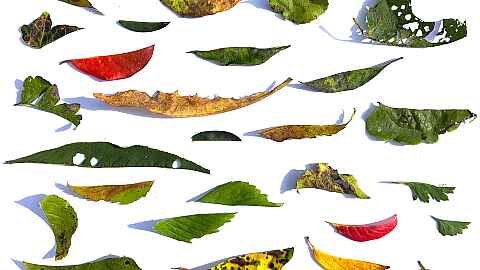 String quartet in 100 movements by Rønsholdt