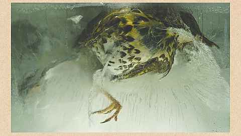 Great review of Rønsholdt's Archive