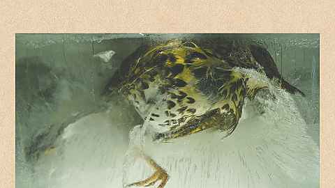 Praise for Rønsholdt